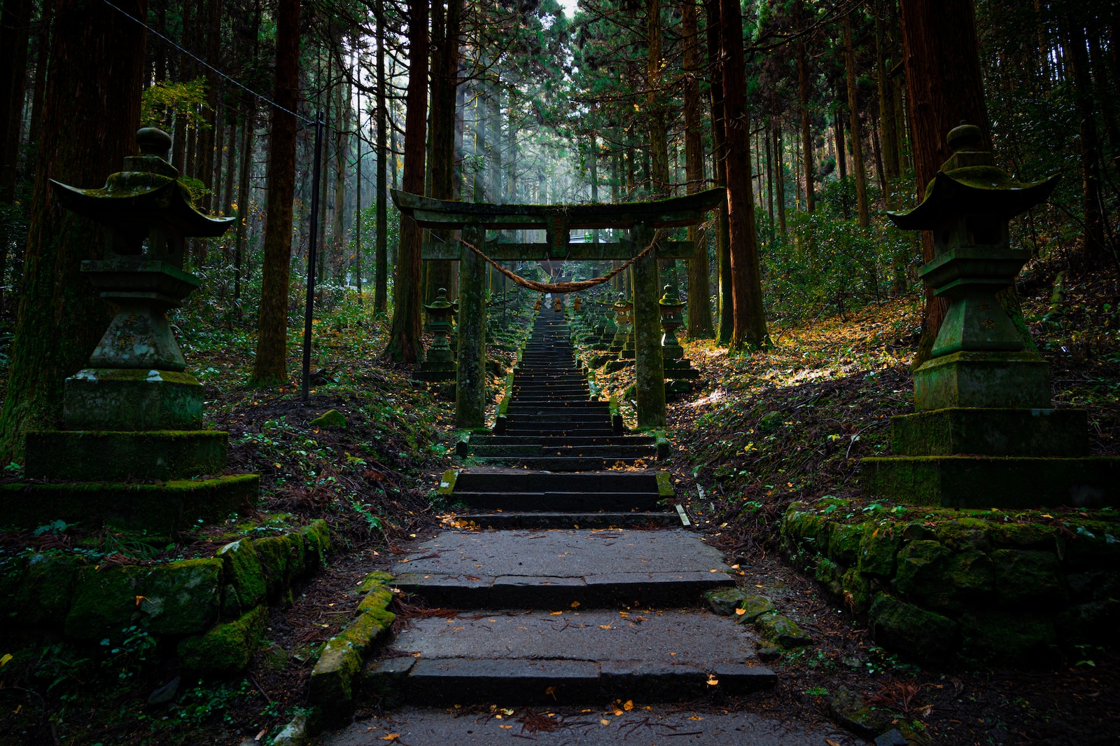 brown wooden bridge in the woods